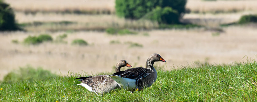 5 Best Nature Reserves to Visit in the UK