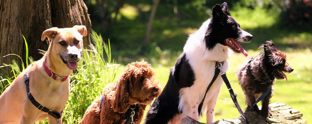 Calmest Dog Breeds for Elderly Owners