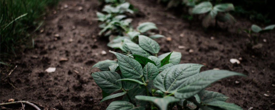 National Allotment Week