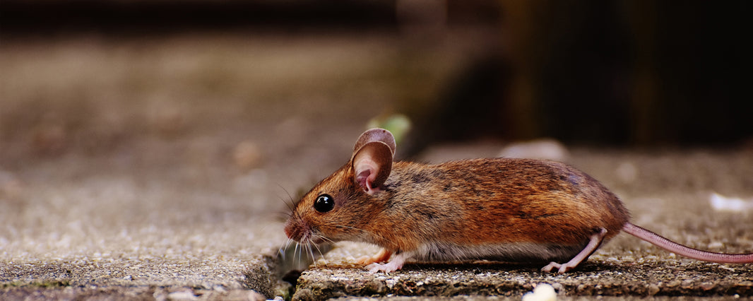 Careline disgusted by rat infested UK care home